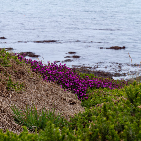 Beautiful wildflowers grow on the seashore. An inflorescence of small pink flowers.の写真素材
