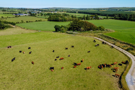 Cows on a green meadow on a sunny summer day, top view. Agricultural landscape, beautiful nature. A country road among fields. Agricultural fields of southern Ireland.の写真素材