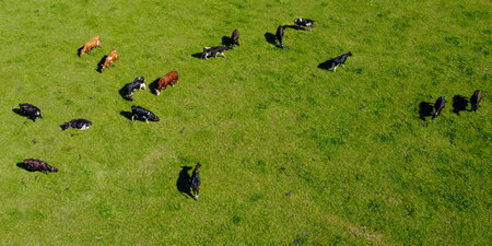 A herd in a green meadow, top view. Juicy green grass on a pasture, a farmer's field. agricultural landscape. animal husbandry.の写真素材