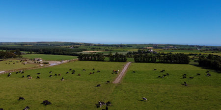 Picturesque farm fields of the south of Ireland under a blue sky on a sunny summer day. Animals in the pasture. agricultural landscape. Livestock lands, top view. green grass field under blue skyの写真素材