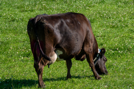 cow is eating grass on a field. Cow on a grass meadow in summer. Black cow on green grass fieldの写真素材