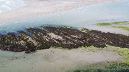 Rocky seabed at low tide, top view. A stone covered with algae.