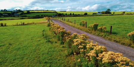 A road between green fields in Ireland. Blue sky over grass fields. Irish summer landscape. green grass field under blue skyの写真素材