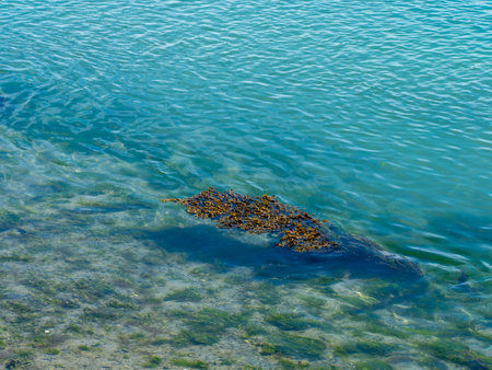 Algae in clear sea water. High Angle View Of Seaweed In body of waterの写真素材