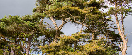 pine coniferous trees, gray cloudy sky, landscape. green trees under gray clouds