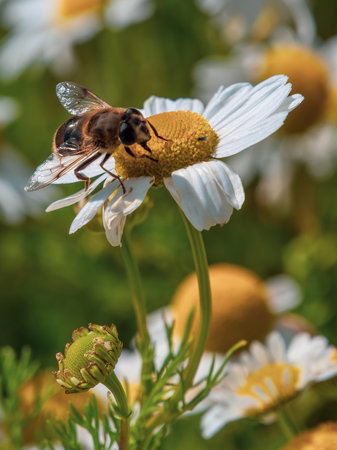fly sits on a white daisy flower on a summer day. Insect on a flower close-up. Hover flies, also called flower flies or syrphid flies. Syrphidae perched on white daisy in close upの写真素材