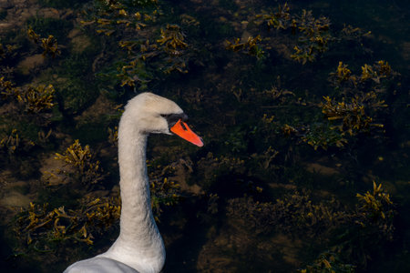The head of a bird on a long white neck. Portrait of a bird, copy space. white swanの写真素材