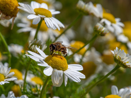 One small bee-like fly sits on a white daisy flower on a summer day. Insect on a flower close-up. Hover flies, also called flower flies or syrphid flies, insect family Syrphidae.の写真素材