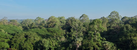 Treetops under a blue sky, Cambodian forest, landscape.