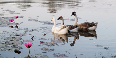Three feathered geese afloat on a pond adorned with lotuses.の写真素材