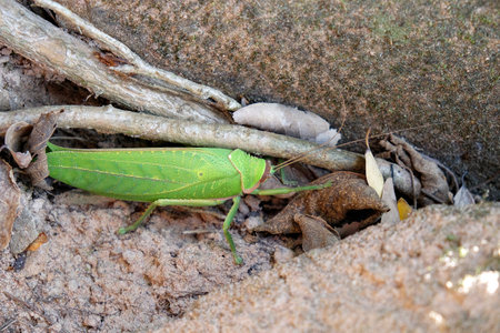 Close-up view of a giant long-legged katydid, the largest grasshopper species in the world.の写真素材