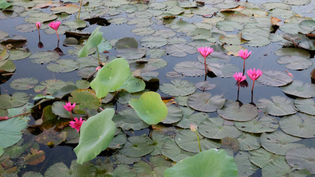 A collection of pink lotus flowers floating on the pond surface among aquatic plants.の写真素材