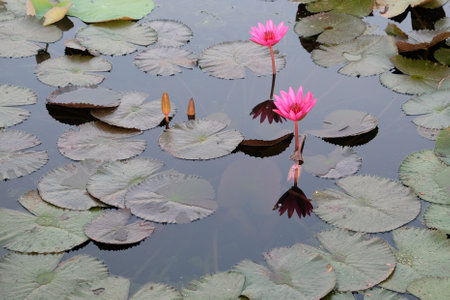 A scattering of pink lotus flowers on a pond surface, amidst other aquatic plants.の写真素材