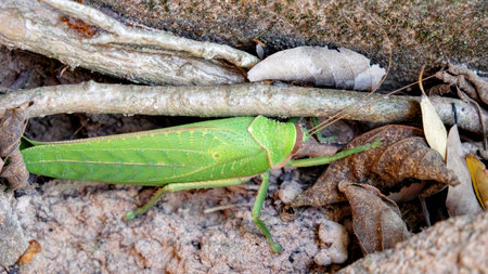 Close-up shot of giant long-legged katydids, considered the largest grasshoppers on earth.の写真素材
