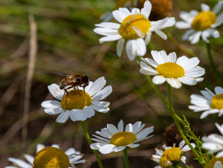 One small bee-like fly sits on a white daisy flower on a summer. Insect on a flower close-up. Hover flies, also called flower flies or syrphid flies, make up the insect family Syrphidae.の写真素材