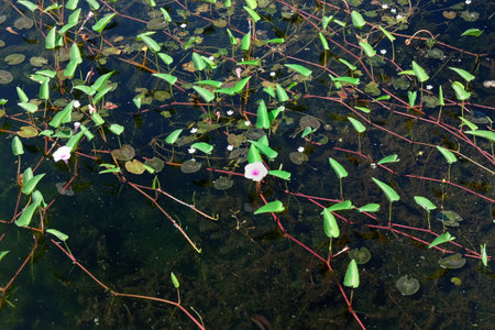 Photograph capturing stems of aquatic plants spreading across the surface of a pond.の写真素材