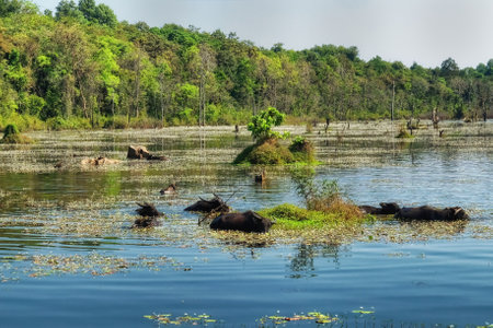 Photograph capturing a cluster of water buffaloes standing amidst a shallow swampy lake in Cambodia,...