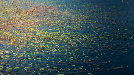 Image showcasing the stems of water-loving plants extending over the surface of a pond.の写真素材