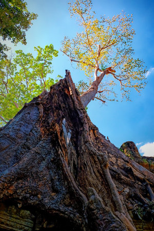Image depicting a tall tree with white bark and yellow leaves set against a blue autumn sky.