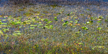 Image showcasing dense thickets of aquatic plants covering the surface of a pond, landscape view.の写真素材