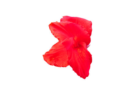 A vivid canna flower, with brilliant red petals up close. isolated.の写真素材