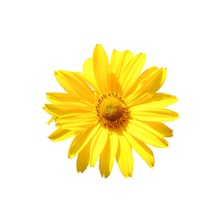 Arnica mountain, close-up. One beautiful yellow flower. isolated on a white background.の写真素材