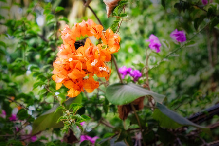 Orange Bougainvillea flowers close up. Bougainvillea. floral background.の写真素材