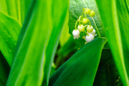 Drops of dew on the leaves of a lily of the valley flower.の写真素材