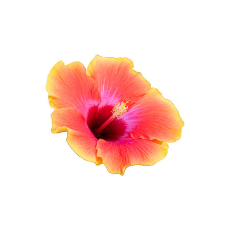 Hibiscus Majesty: The close-up view highlights the majesty of one hibiscus flower with its vibrant and colorful petals.の写真素材