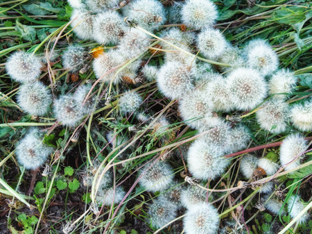 A lot of field dandelions. Mowed field plants.の写真素材