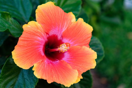 Radiant Bloom: A close-up of one large hibiscus flower with brightly colored petals, radiating beauty.の写真素材