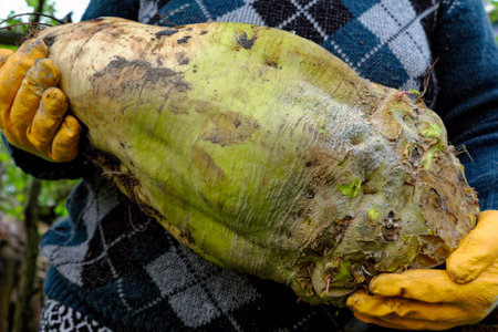 Woman farmer holding a huge beetroot. homemade vegetables.の写真素材