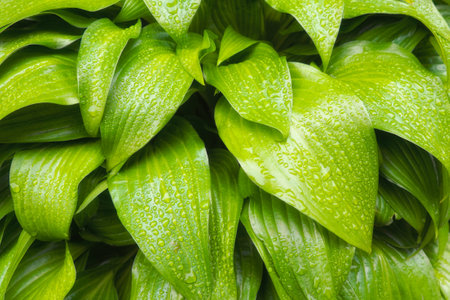 Drops of dew on a green leaf. Wet foliage as a background.の写真素材