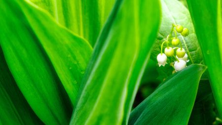 Drops of dew on the leaves of a lily of the valley flower.の写真素材
