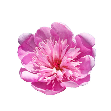 One beautiful pink peony flower, a flower with pink petals. isolated.の写真素材