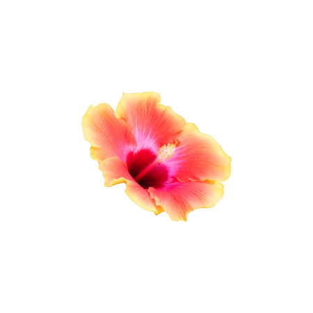 Hibiscus Radiance: The close-up captures the radiant glow of one hibiscus flower's brightly colored...
