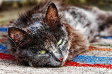 A beautiful gray cat lies on a homespun rug. Portrait of a cat.の写真素材