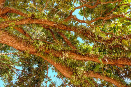 Picture illustrating the thick intertwined branches of a tropical tree under warm day conditions.