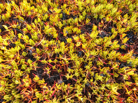 strange plants intertwined, many strange plants intertwined on the groundの写真素材