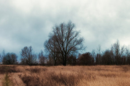 A beautiful branchy tree in the steppe in the evening. autumn landscape.の写真素材
