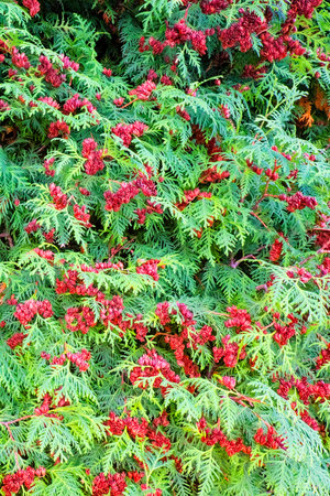 Plexus of thuja branches as a background.の写真素材