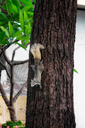 A squirrel climbing down a tree. The squirrel is gray in color and has a bushy tail.の写真素材