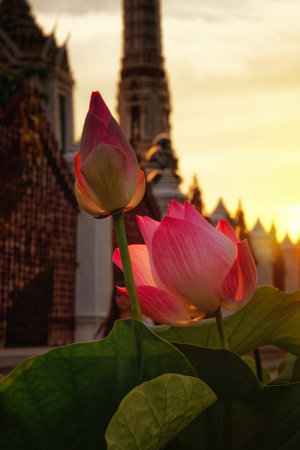 Two pink lotuses in various stages of blossoming, set against a verdant backdrop of leaves. The focus is sharply on these flowers, which sit atop their long stems.の写真素材