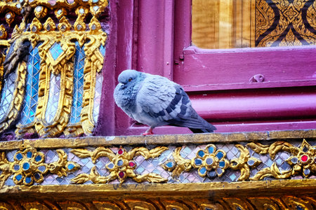 A gray pigeon perched on a red and gold ornate window ledge, against a gold and blue ornate wall.の写真素材