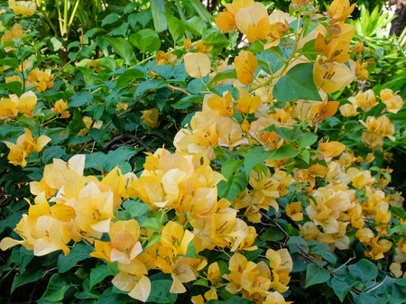 A close-up of a cluster of vibrant orange bougainvillea flowers, surrounded by lush green foliage.の写真素材