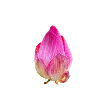 A close-up of a pink lotus flower bud. The lotus flower bud is closed and has not yet bloomed. The petals are a light pink color with darker pink stripes. Isolated.の写真素材