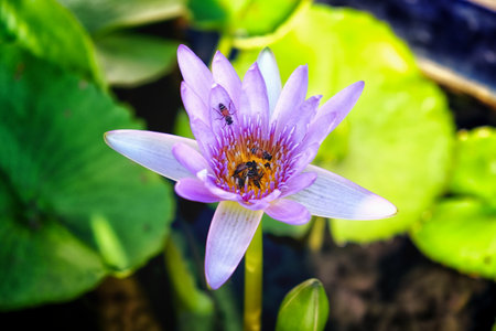 Amidst lush green foliage and stems, a fully bloomed purple water lily attracts insects, who diligently gather pollen.の写真素材