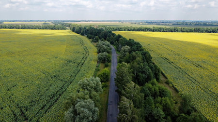 A narrow road between two sunflower fields. Trees grow on both sides of the road, landscape.の写真素材