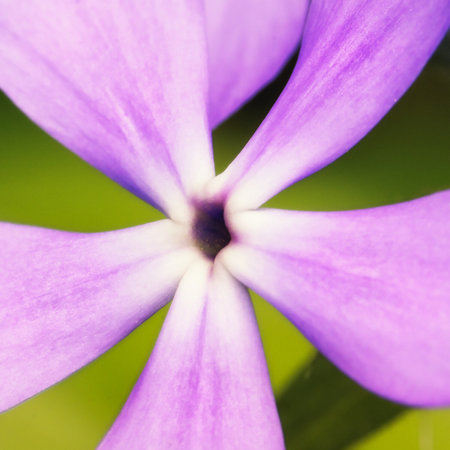Close up of the greater periwinkle (vinca major). Five purple periwinkle petals, close-up.の写真素材