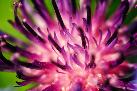 Purple flower of a mountain cornflower. Mountain cornflower bud, close-up. Macro image of a flower.の写真素材